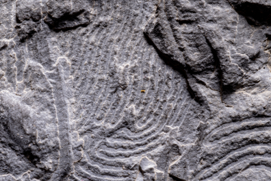 Helmintoïdes - Traces d'Helmintoïdes dans un schiste